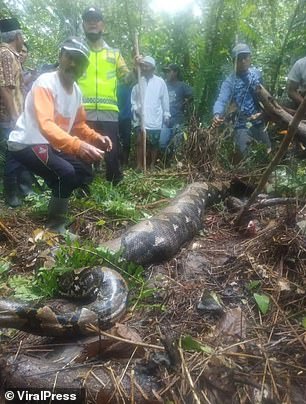 Grandmother eaten by python