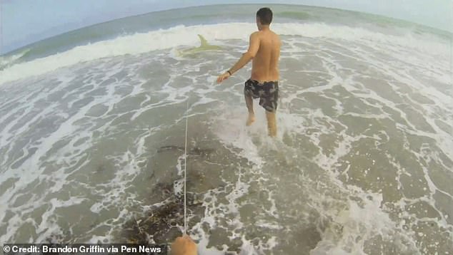 This is the special moment when the fishermen started reeling in the shark before releasing it back into the sea