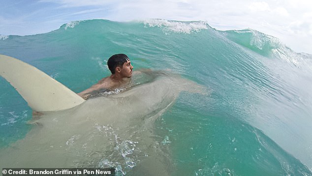 Mr Griffin said hammerhead sharks have a 'bad reputation' but they 'do no harm'