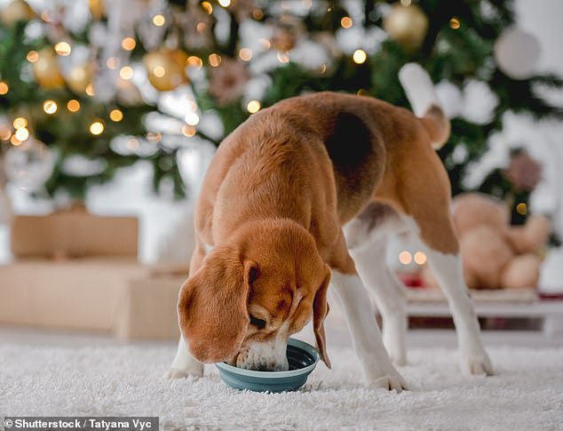 Even traditional Christmas ham is too dangerous for dogs, who cannot process copious amounts of fat and preservatives (stock photo)