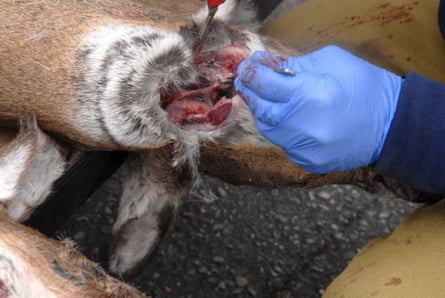 Gloved hands take samples from a deer skull 