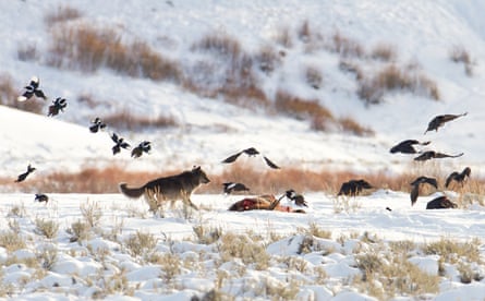 Magpies and ravens take to the skies while a wolf guards a carcass in a snowy landscape