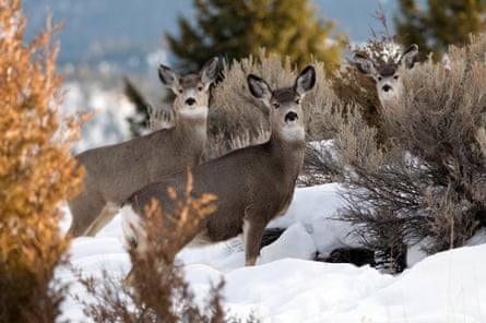 Three large deer stand in deep snow amid bushes 