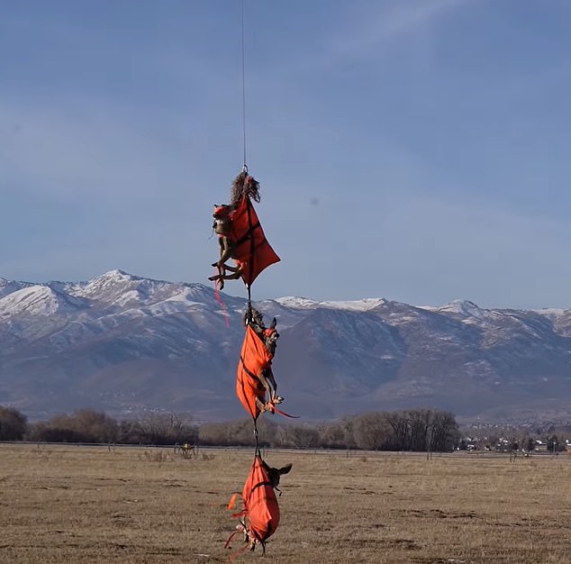 The animals were wrapped in red cloth and suspended from a rope attached to a helicopter that was transporting them to an area for health assessments.