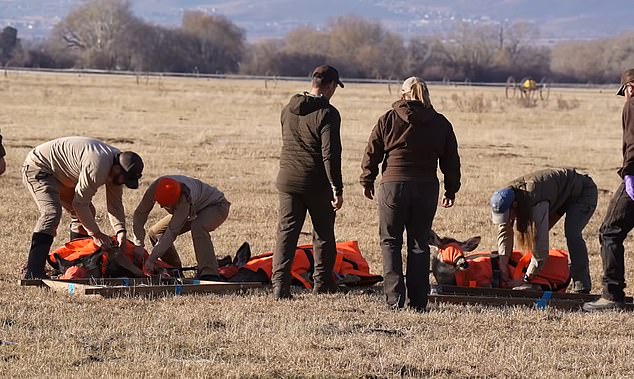 The team jumped into action as soon as the deer landed on the ground, removing the clothes and returning them to the wild