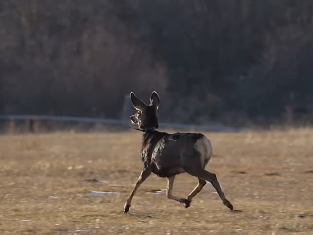 1703262904 166 Is that Dasher and Dancer Flying deer in red coats