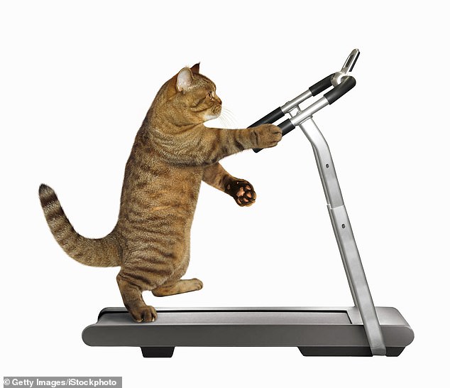 A nearly $1 million grant to the National Institutes of Health (NIH) for a study of Russian cats on treadmills