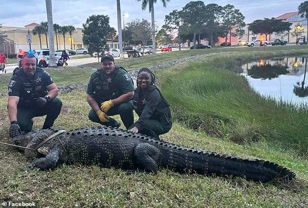 Three officers happily posed with the enormous alligator at a retention pond, a common alligator habitat in Florida