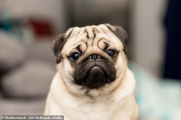 The results showed that the Pug had the biggest decline in numbers: from 2,834 registrations in 2022 to just 1,654 this year – a drop of 42 percent