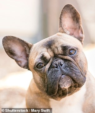 The French Bulldog has declined in popularity by 34% this year