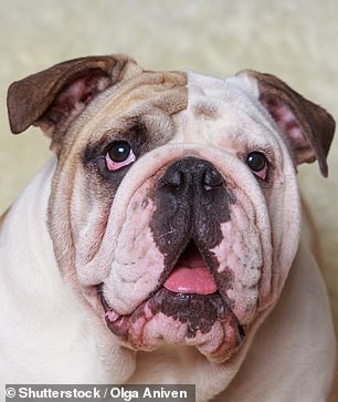 The English Bulldog has declined in popularity by 39%