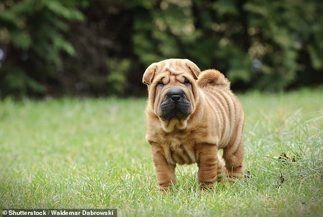 The Shar-Pei (photo), Chihuahua and Scottish Terrier followed, with a 33 percent, 32 percent and 31 percent decrease respectively