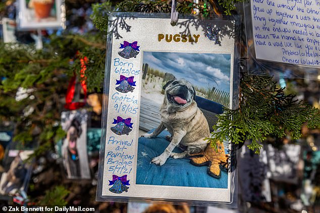 Nearly all of the photos are laminated to protect them from the elements, and the dates written on most photos that mark an animal's lifespan indicate that some photos have been on the tree for decades.