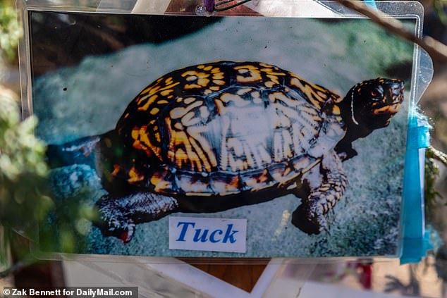 The tributes aren't just limited to dogs and cats, as there were also pictures of turtles, specifically one named 'Tuck', hanging on the tree