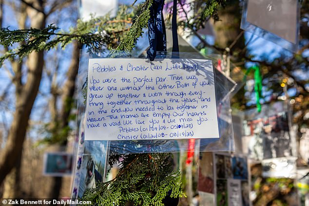 A painful tribute read: 'For Pebbles and Chester, you were the perfect couple.  There was never one without the other.  You both grew up together and have been through everything together over the years and ultimately you got to be together in heaven.  The houses are empty and our hearts are empty.  We love and miss you'