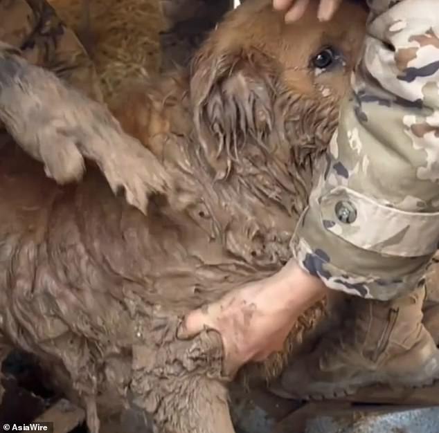 The golden retriever got stuck in the mud after a magnitude 6.2 earthquake struck China