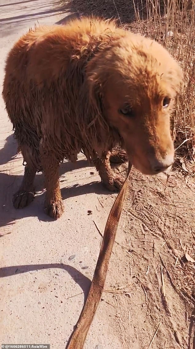 A look at the rescued dog pulled from the mud after the powerful earthquake