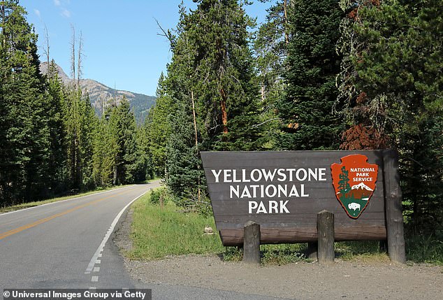 The alarm was raised after a deer carcass tested positive for chronic wasting disease (CWD) in Yellowstone National Park in northwestern Wyoming in November.