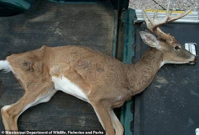 Chronic Wasting Disease (CWD) is a prion-borne disease, similar to 'Mad Cow', that can cause weight loss, loss of coordination and other ultimately fatal neurological symptoms in deer.  Above, a deer killed by CWD, as identified by Mississippi wildlife officials