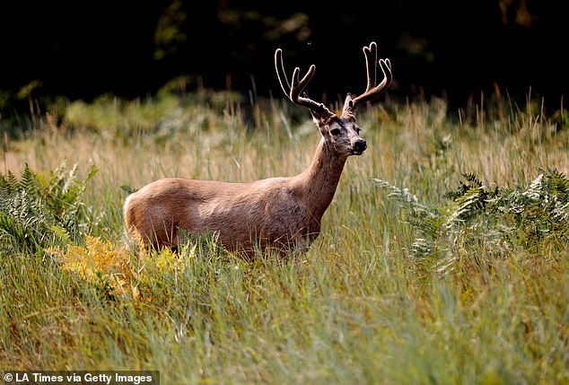 CWD was first detected in mule deer in Wyoming in 1985 in the southeastern region of the state