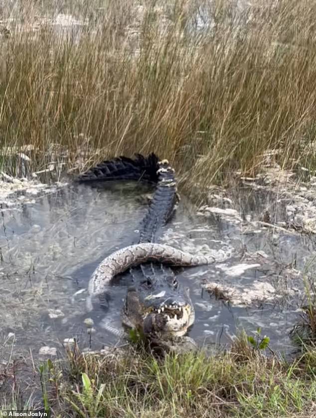 The 10-foot alligator appeared sluggish, possibly due to the cold or exhaustion from battling the snakes