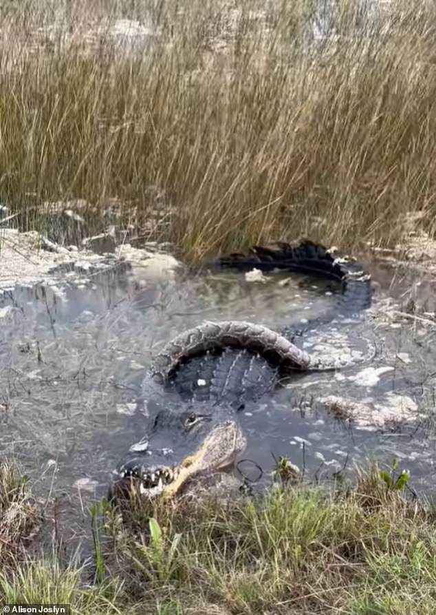 It looked like the snake had wrapped itself around the alligator