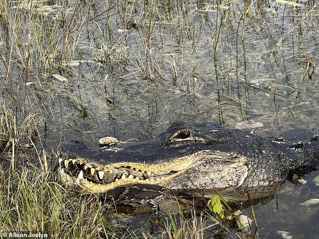 The python appeared to have lost the battle, although the snake may also have affected the alligator's mouth during the battle