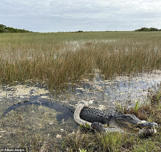 Joslyn captured the incredible sight while cycling through Everglades National Park