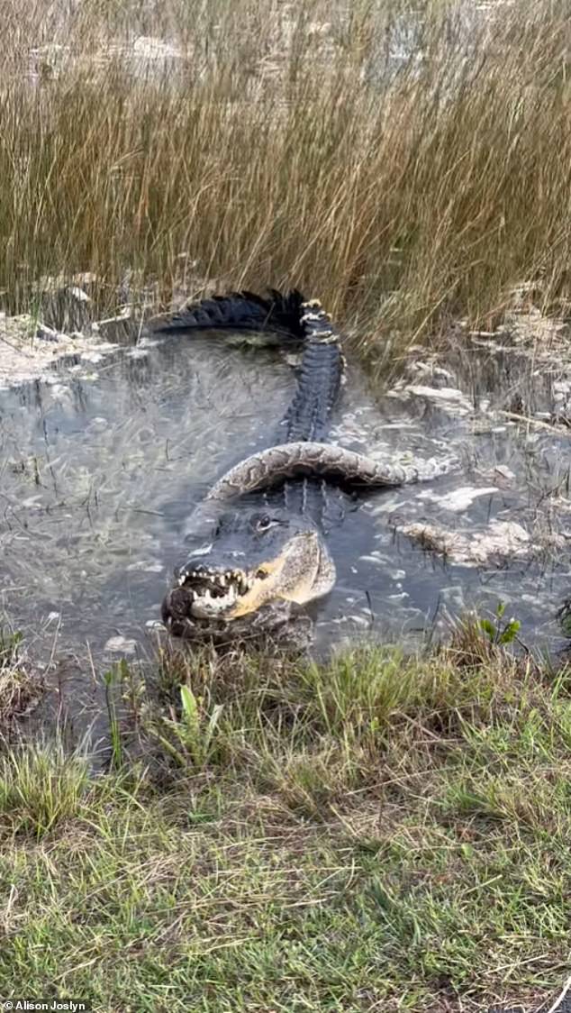 “That's one less python to terrorize the Everglades,” Joslyn wrote online