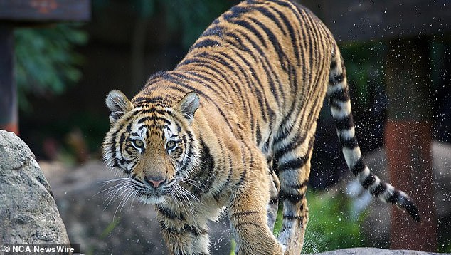 Dreamworld tigers like Adira are a star attraction for the theme park