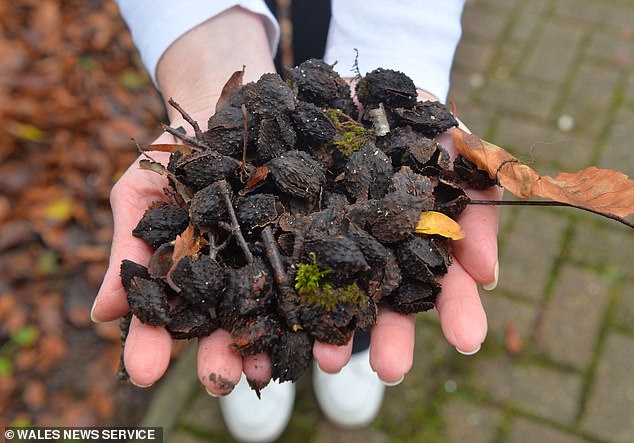 In autumn, beech trees develop bristly seed pods that fall and open to reveal nut-like seeds known as 'mast'.