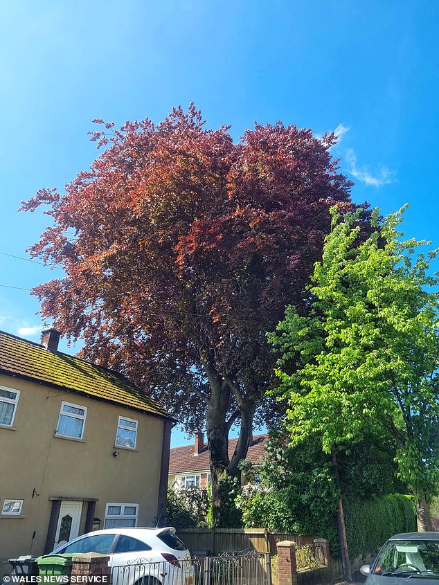 Lynda is furious because municipal officials do not want to help because the 18-meter-high giant beech (photo) falls under a tree protection order