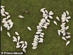 In honor of the new series, the pair attempted to use sheep to spell the letter four in Roman numerals, initially accidentally spelling six (pictured)