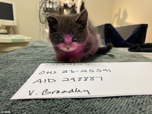 Zurcher-Wood took her kitten to an animal hospital in Portland, Oregon, earlier this month and said she cleaned the animal with a mixture of Windex, Spic and Span and rubbing alcohol because it had diarrhea