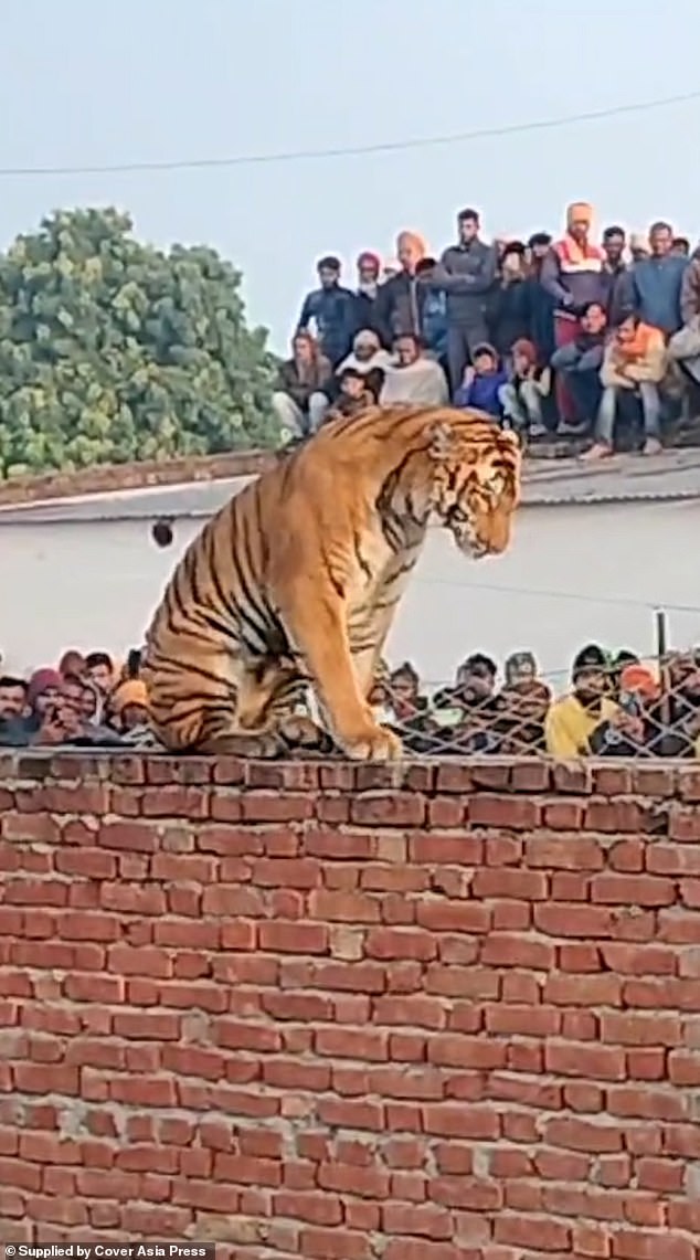 The huge animal was seen standing on the brick wall before lying down