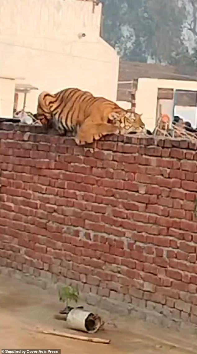 Crouching Tiger: Apparently seeking peace and refuge, the tigress grabbed the sides of the brick wall as it closed her eyes