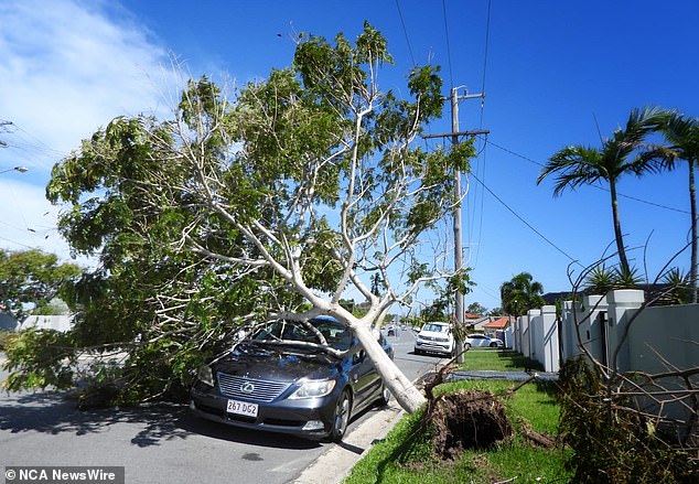 A fallen tree crashed into a parked motor vehicle at Coomera on the Gold Coast