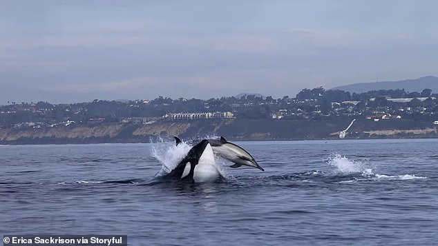 Earlier this month, an orca was spotted engaging in a harrowing game of cat and mouse with a dolphin near San Diego