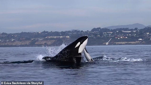 The remarkable proximity of these encounters continues to provide a unique experience for lucky whale watchers after watching the orcas leap in and out of the water at Laguna Beach this weekend.