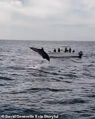 Another social media user enthusiastically shared the footage of killer whales chasing a dolphin near San Diego