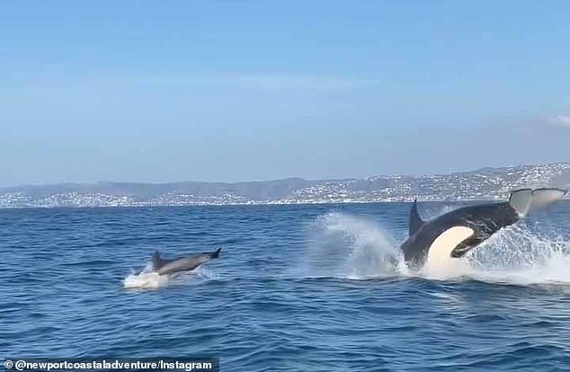 The group was spotted chasing a dolphin this weekend