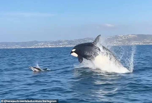 The chase, which took place off the coast of Orange County, ended in tragedy for the dolphin, which the orcas later saw feeding