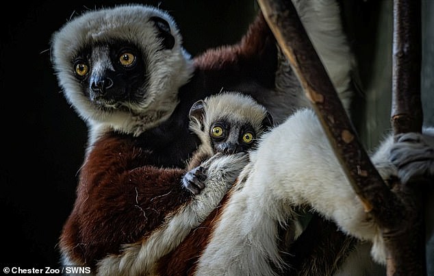 This is the second child born to parents Beatrice, 11 (pictured) and Elliot, 10.  The zoo's primate experts say the baby will begin to branch out and explore on its own at about three months old, which is when it will reveal itself.  If it is male or female