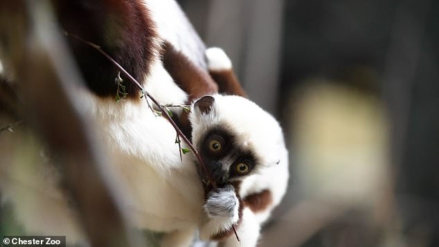 Chester is now the only zoo in the UK and the only one of three in Europe to care for these rare creatures