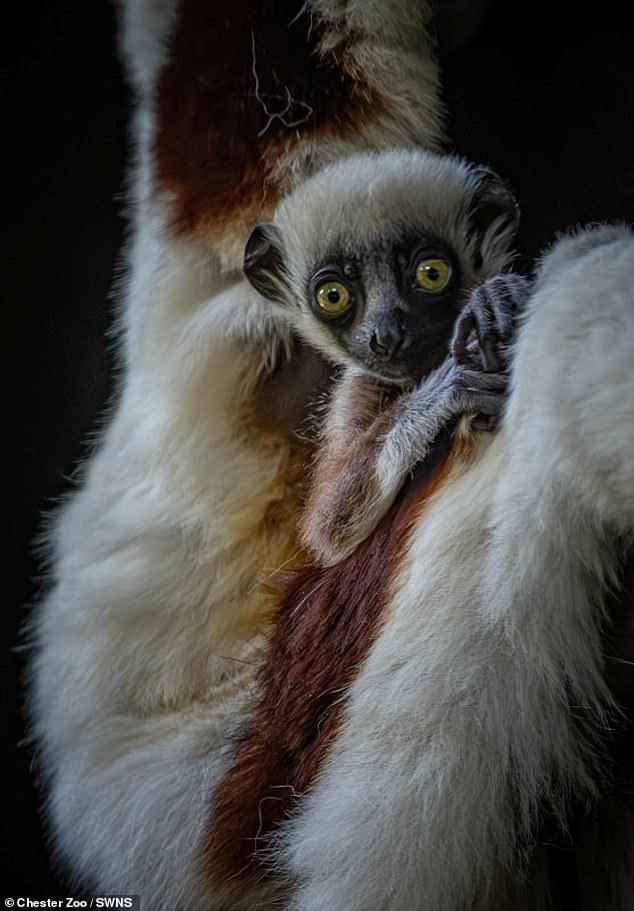 Cockerel's sifaka lemurs are critically endangered with their wild population declining by 80 percent in the past 30 years.