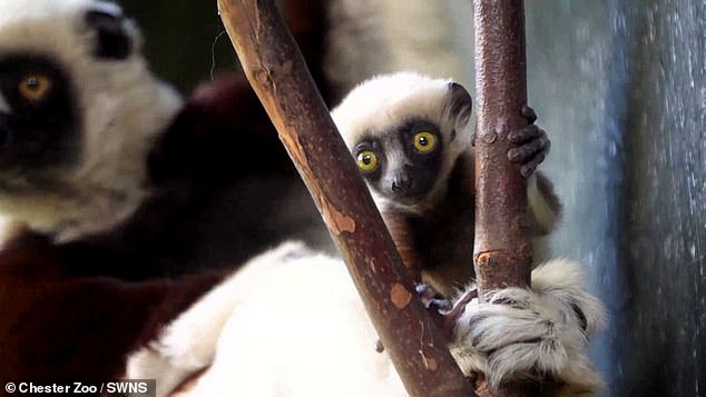 The main reason for their decline was deforestation in their native Madagascar