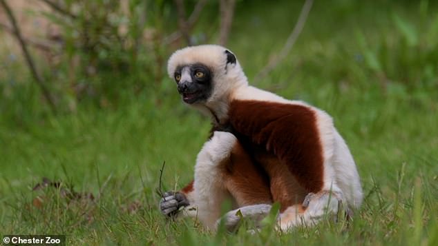 The cockerel's sifaka lemur is known for its distinctive dancing leaps that it uses to move on land