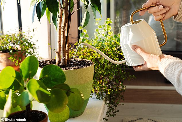 Houseplants and wildflowers are likely to become more popular as people have less outdoor space for gardening