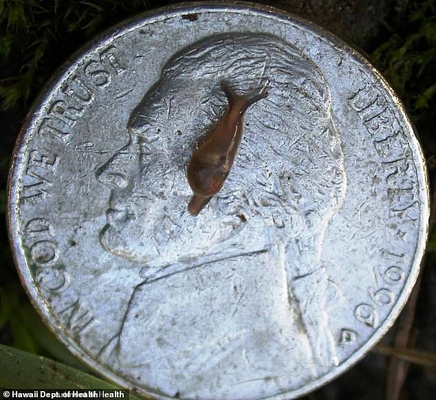 Between 2007 and 2017, 82 cases of the rare lungworm disease in rats were reported in Hawaii.  In the photo: a 'semi-slug' is said to be responsible for the number of cases in Hawaii