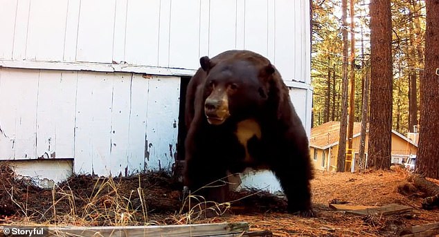 As the last shot was fired, the bear came running out of the crawl space as a witness shouted, 